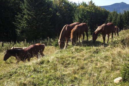 Foto de Una manada de caballos domésticos en las montañas Cárpatos, pastando en los pastos. Hermoso paisaje en un día soleado de verano. - Imagen libre de derechos