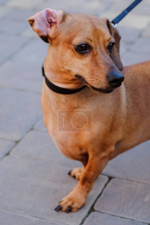 Un petit chien brun se tient en confiance sur le dessus d'un trottoir, ses oreilles alertes et ses yeux scrutant les environs.