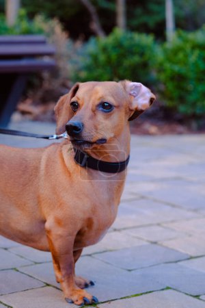 Un chien brun se tient en confiance sur un trottoir en béton, regardant autour de lui avec curiosité et vigilance.