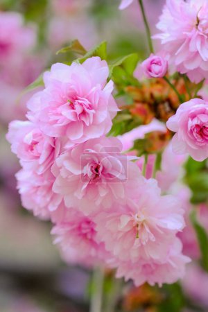 Eine Gruppe rosafarbener Blumen wurde fein säuberlich in einer Glasvase arrangiert, die ihre leuchtende Farbe und ihre zarten Blütenblätter zur Geltung bringt..