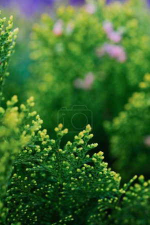 Photo for A detailed view of lush green leaves of a plant, showcasing the intricate patterns and textures present in nature. - Royalty Free Image