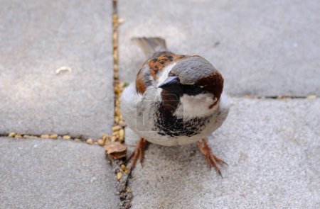 A small bird is perched on the concrete sidewalk, gazing around its surroundings in the urban environment.