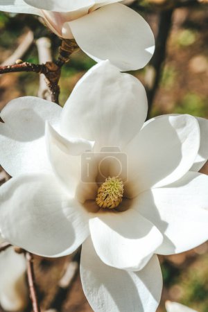 Eine Nahaufnahme einer weißen Blume, die auf einem Baum blüht und zarte Blütenblätter und komplizierte Details der Blüte zeigt.