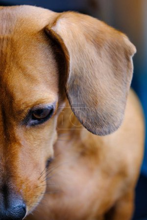 A brown dog with a sorrowful expression on its face, looking at the viewer with large, sad eyes.