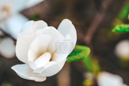 A detailed view of a white flower blooming on a tree, showcasing delicate petals and vibrant stamen in close proximity.