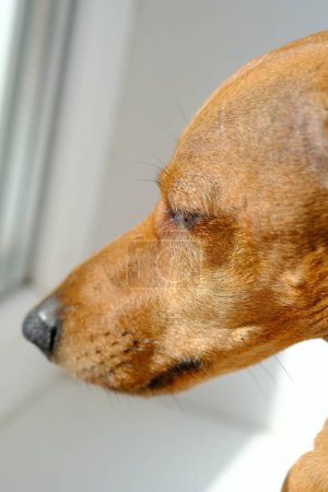 Téléchargez les photos : Vue rapprochée d'une tête de chien mise au point avec une fenêtre en arrière-plan, présentant les caractéristiques des chiens dans un cadre de banlieue. - en image libre de droit