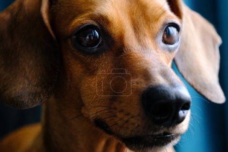 A close-up view showcasing a dog with a sad expression on its face, conveying emotions through its eyes and body language.