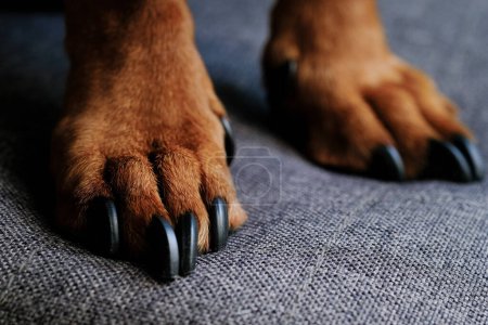 A detailed view of a dogs paws showing the texture of the pads and the sharpness of the claws.