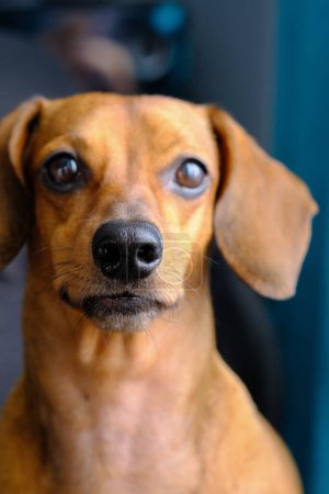 Eine Nahaufnahme eines kleinen Hundes, der traurig aussieht, mit niedergeschlagenem Gesichtsausdruck.