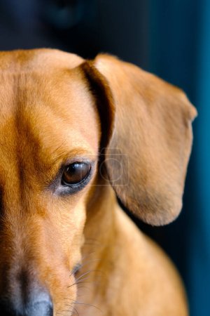 Eine Nahaufnahme eines Hundes mit traurigem Gesichtsausdruck, der mit hängenden Augen und Ohren direkt in die Kamera blickt.