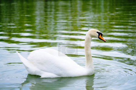 A white swan calmly floats on the surface of a body of water, its graceful form reflected in the gentle ripples.