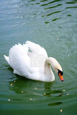 A white swan peacefully floats on top of a body of water, gracefully gliding across the serene surface.