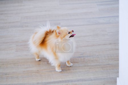 Photo for A small dog is standing on top of a hard wood floor, showcasing its petite frame against the textured surface. - Royalty Free Image