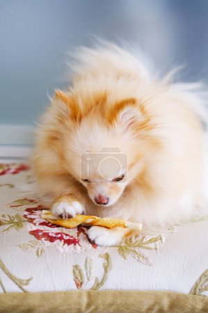 Un perro pequeño está jugando enérgicamente con un juguete colorido, persiguiéndolo alegremente, buscándolo y masticándolo de una manera animada.