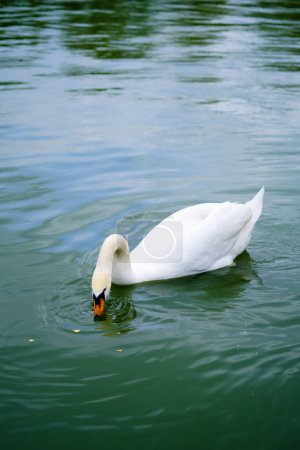 A white swan gracefully glides across the surface of a calm body of water, its elegant movements creating gentle ripples.