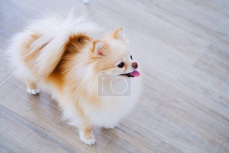 Ein kleiner Hund mit braunem und weißem Fell steht auf einem Hartholzboden.