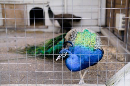 A blue and green bird perched inside a cage, showing vibrant colors contrasted against the metal bars.