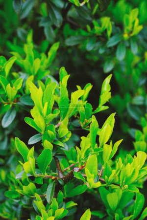 Vue détaillée d'un buisson présentant des feuilles vertes luxuriantes de près, capturant les motifs et les textures complexes de la nature.