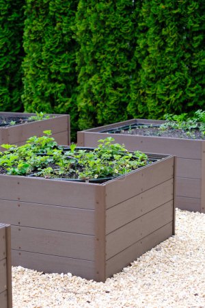 Several wooden boxes arranged together, each filled with various green plants, creating a structured and organized garden setup.