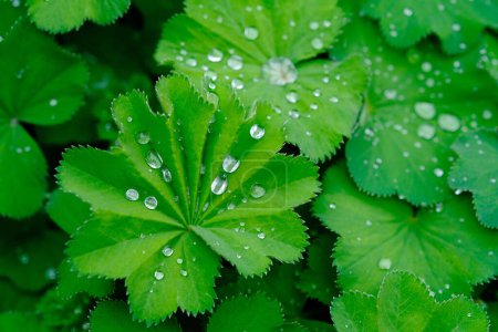 Saftig grüne Blätter, die mit glitzernden Wassertröpfchen bedeckt sind, reflektieren das Licht und schaffen eine erfrischende und natürliche Umgebung in einem Garten oder Wald.