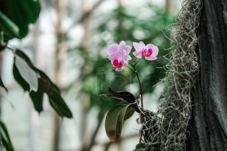 A pink flower is visibly blooming out of a tree trunk, showcasing the resilience and beauty of nature.