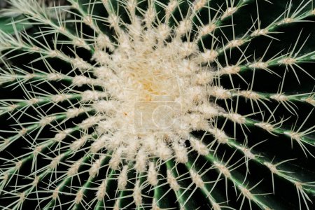 Un detallado primer plano de una planta de cactus, mostrando sus espinas, textura y patrones intrincados.