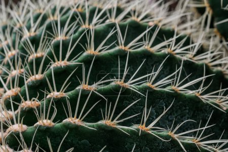 Eine detaillierte Ansicht einer lebendigen grünen Kaktuspflanze, die ihre stachelige Struktur und einzigartige Form zur Geltung bringt.
