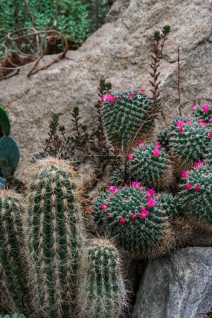 Several cactus plants are seen sprouting out of a large rock, showcasing their ability to thrive in harsh conditions.