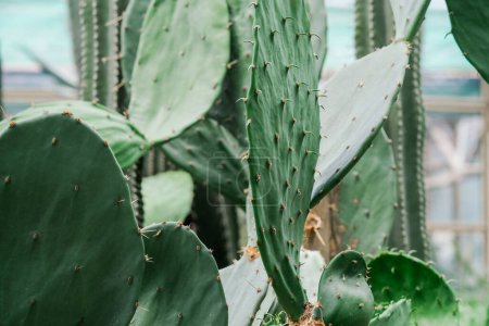 Vista detallada de una planta de cactus, con un enfoque nítido en sus espinas y textura, sobre un fondo suave y borroso.
