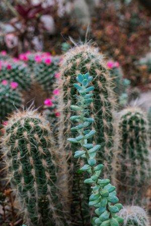 Eine Ansammlung verschiedener Kakteenpflanzen, die in einem Garten zusammenwachsen und die Vielfalt der Formen und Größen dieser Wüstenpflanzen zeigen.