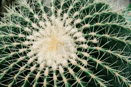 Detailed view of a green and white cactus plant showing its unique thorns and textures.
