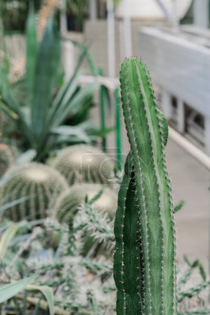 Un gran cactus verde destaca en un jardín lleno de una variedad de plantas y follaje.