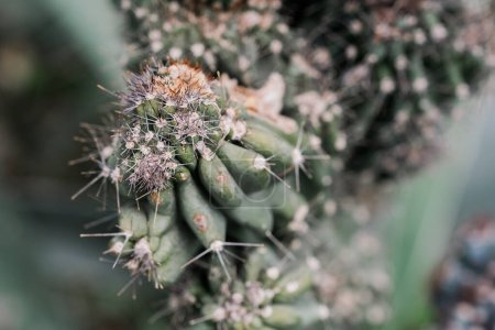 Vue détaillée d'une plante de cactus recouverte de nombreuses petites fleurs, présentant des motifs complexes de près.