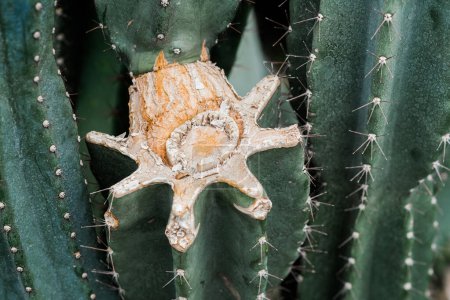 Vista detallada de un cactus mostrando un objeto en forma de estrella en su espalda.