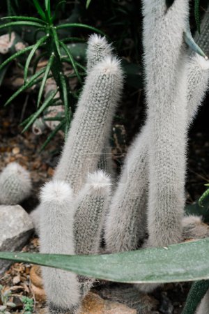 Plusieurs plantes de cactus sont regroupées dans un cadre de jardin, présentant leurs formes et textures uniques sous la lumière du soleil.