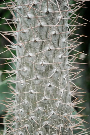 A detailed view of a cactus covered in numerous sharp spikes.