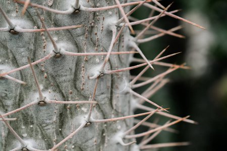 A detailed view of a cactus plant with numerous sharp spikes covering its surface.