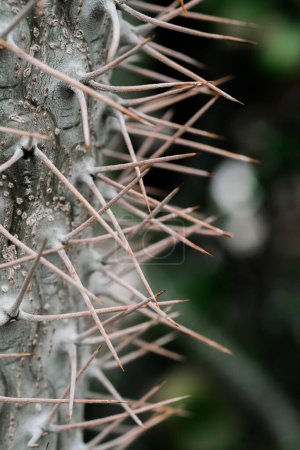 Vue détaillée d'un cactus avec de nombreuses pointes pointues, mettant en valeur son mécanisme de défense naturel.