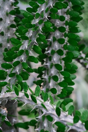 Vista detallada de un árbol cubierto de numerosas hojas verdes, mostrando su intrincado follaje de cerca.