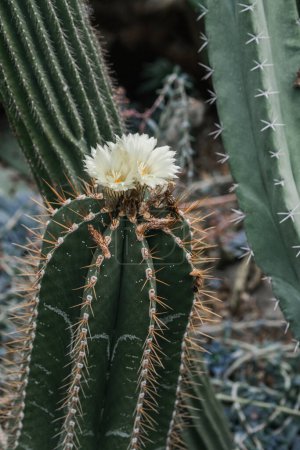 Detailansicht einer Kakteenpflanze, die eine weiße Blume zeigt, die zwischen den Dornen blüht.