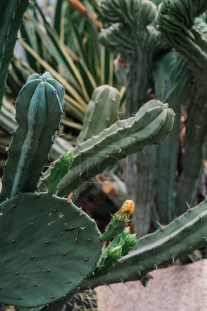 Vista detallada de una planta de cactus que muestra múltiples hojas verdes de cerca.
