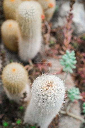 Several small cactus plants growing in a garden setting.