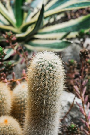 The photo displays a detailed view of a cactus plant with various other plants in the background.