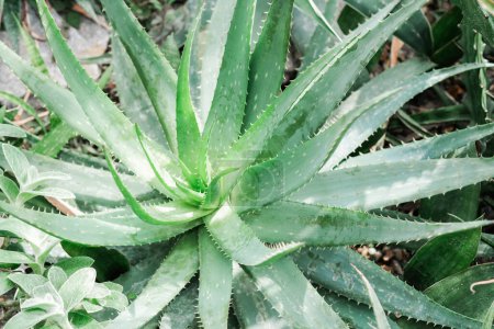 Detailansicht einer Aloe-Pflanze mit ihren grünen Blättern aus nächster Nähe.