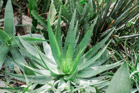 Photo for Detailed close-up of an aloe plant surrounded by green grass in a natural setting. - Royalty Free Image