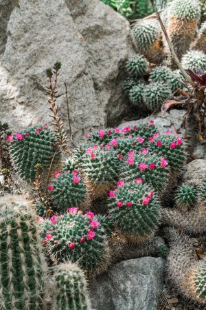 Varias plantas de cactus prosperando en terrenos rocosos.