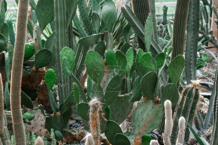 Several cactus plants of various types and sizes clustered together in a garden setting.