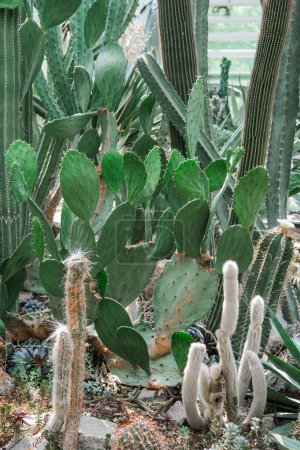 Multiple cactus plants of various shapes and sizes arranged in a garden setting.