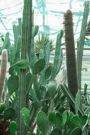 Assorted cactus plants of various sizes and shapes growing together in a controlled greenhouse environment.