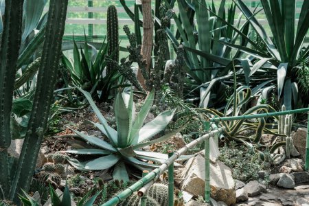 A garden filled with a variety of cacti and other green plants, creating a vibrant and natural setting.